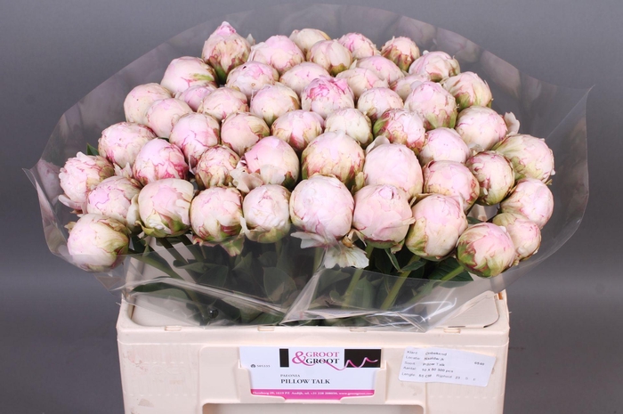 <h4>Paeonia Pillow Talk | Heavy Quality</h4>