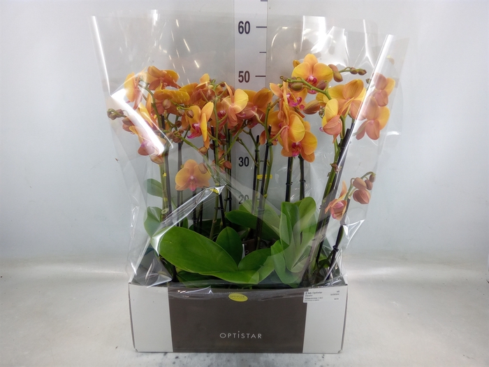 <h4>Phalaenopsis   ...orange</h4>