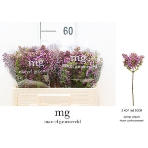 SYRINGA VULG. 'RUHM V HORSTENSTEIN'