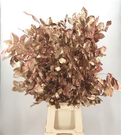 <h4>Fagus Old Pink Rosa</h4>