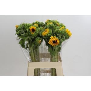 Helianthus Orange Fire