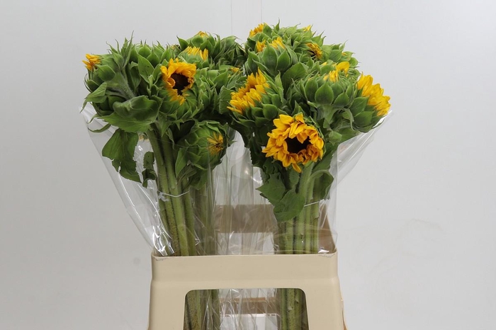 Helianthus Orange Fire