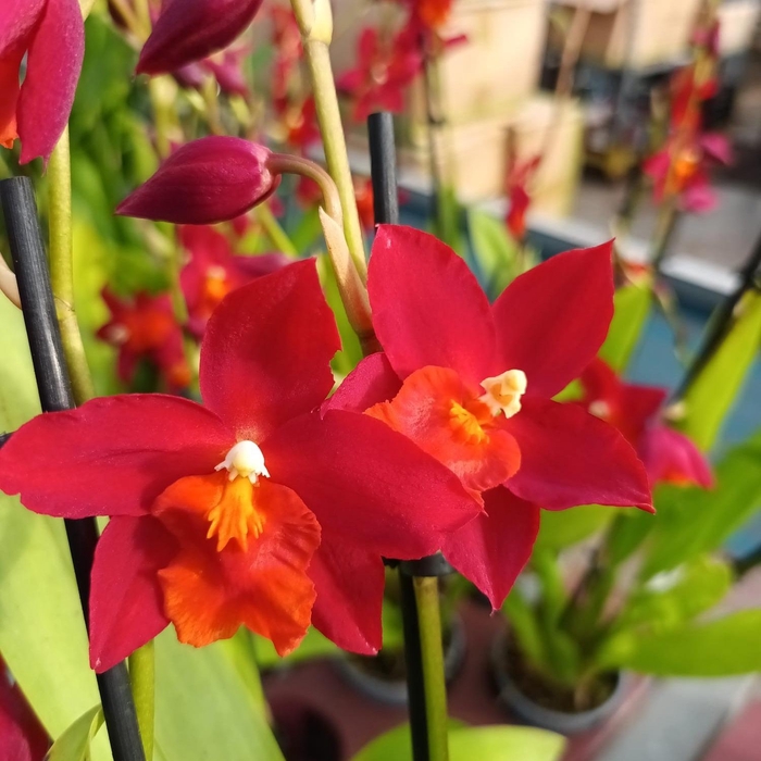 <h4>Inca Cambria Fire Alarm 2 spike 9cm</h4>