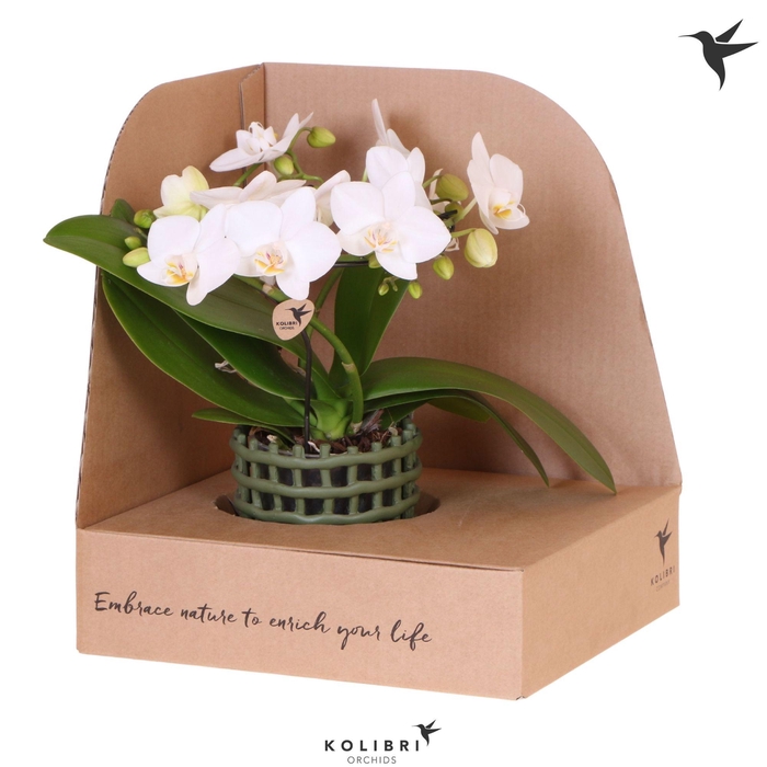 <h4>Kolibri Orchids Phalaenopsis Halo white in Mesh pot green in showbox</h4>
