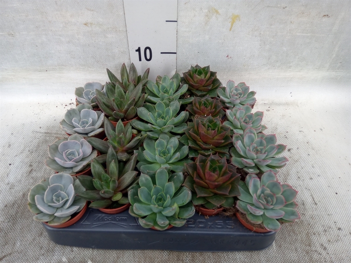 <h4>Echeveria   ...mix</h4>