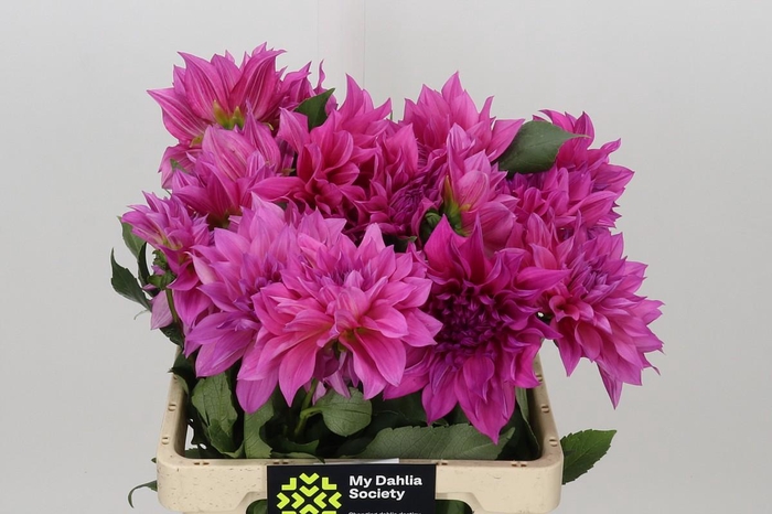 <h4>Dahlia Cafe Au Lait Rose</h4>