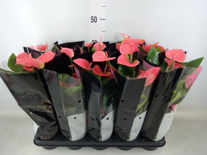 <h4>Anthurium andr. 'Sweet Dream'</h4>