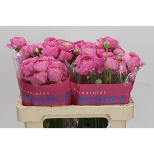 Ranunculus Romance Louise