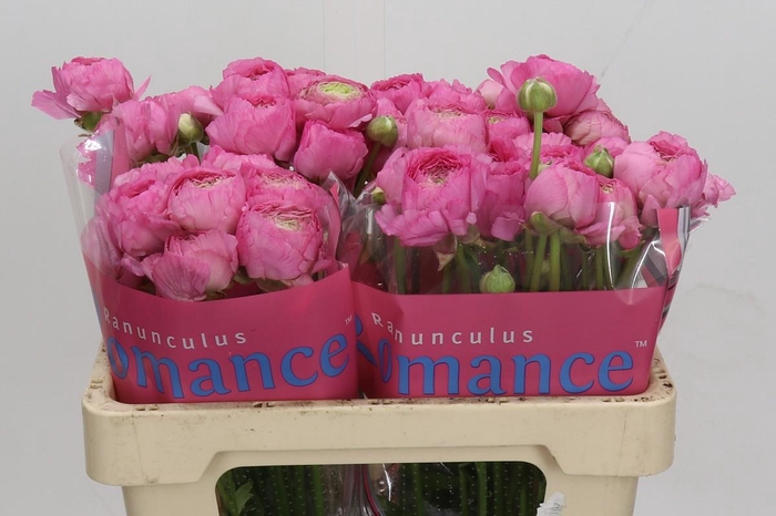 Ranunculus Romance Louise