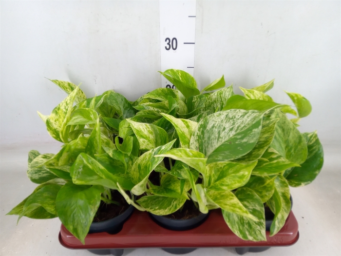 <h4>Epipremnum pinn. 'Marble Queen'</h4>
