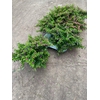 Cuphea hyssopifolia wit