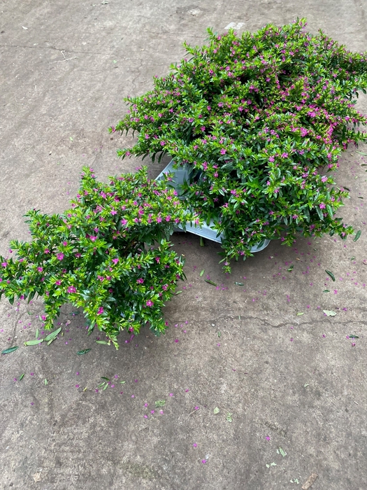 Cuphea hyssopifolia wit