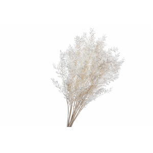 Dried Bleached Ruscus