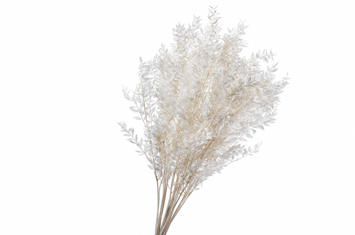 <h4>Dried Bleached Ruscus</h4>