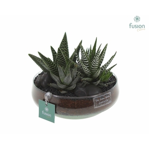 Green Bottle Iris Medium met Haworthia