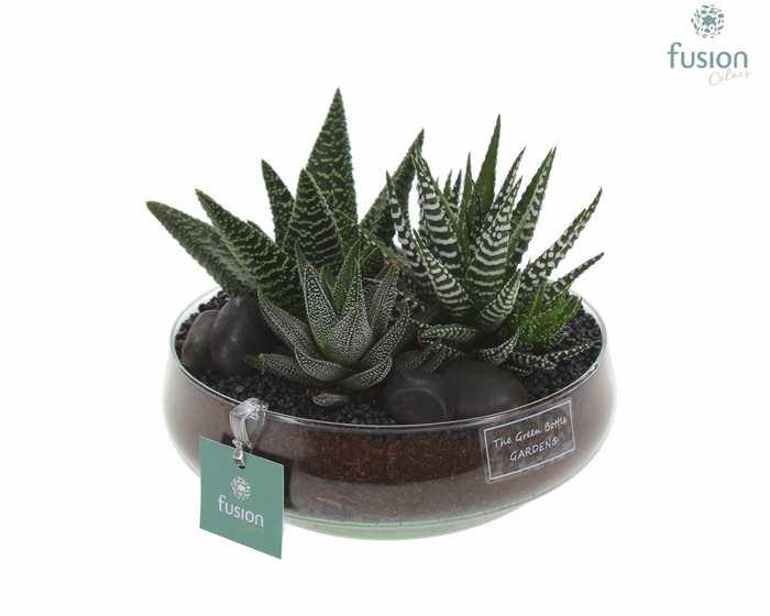 <h4>Green Bottle Iris Medium met Haworthia</h4>
