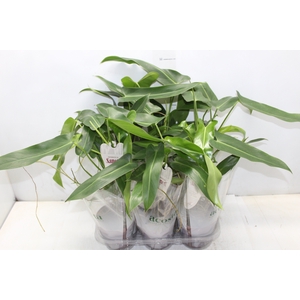 PHILODENDRON SPIRITUS SANCTI P12