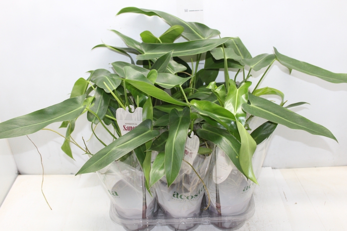 <h4>PHILODENDRON SPIRITUS SANCTI P12</h4>