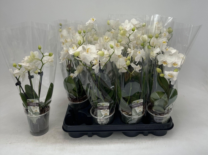 <h4>PHAL OV WIT</h4>