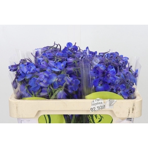 DELPH EN OV DELPHINIUM ORIENTAL BLU