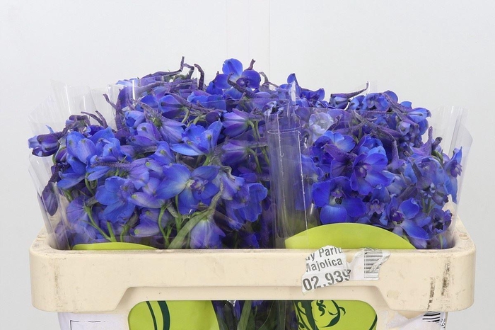 <h4>DELPH EN OV DELPHINIUM ORIENTAL BLU</h4>