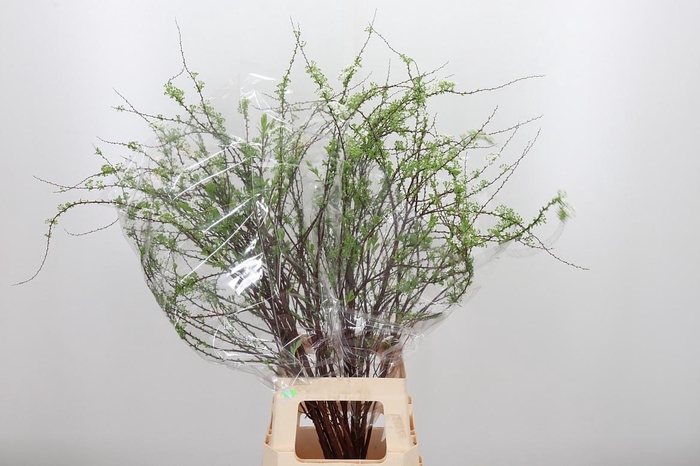 <h4>Spir C Grefsheim</h4>