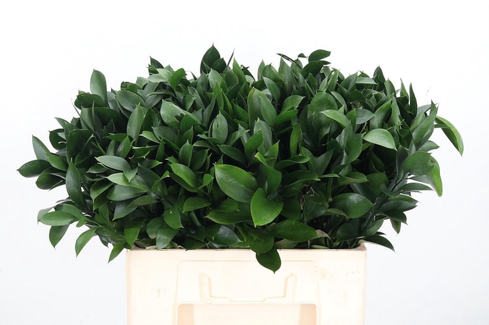 <h4>Ruscus</h4>