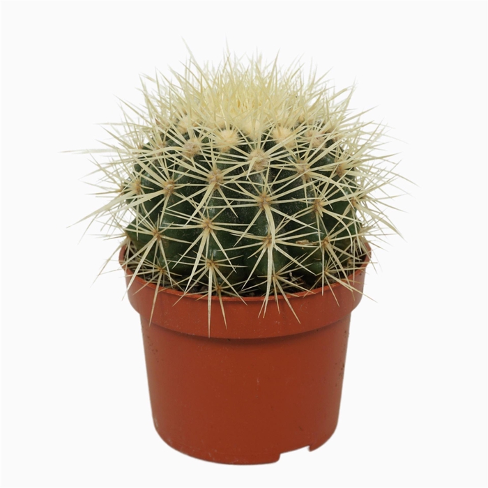 <h4>Echinocactus grusonii</h4>