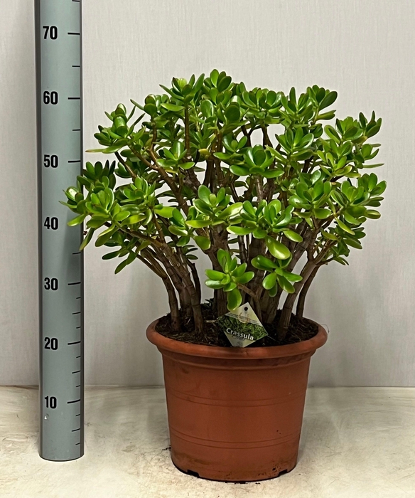 <h4>CRASS OVATA</h4>