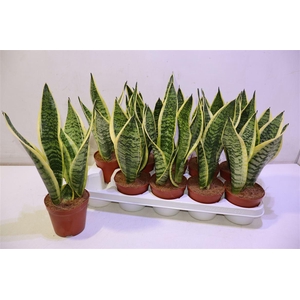 arr8 Sansev Futura Superb