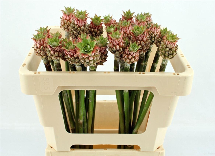 <h4>Ananas Baby Green</h4>