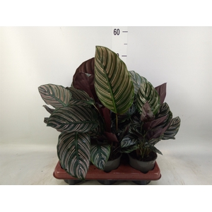 Calathea sanderiana