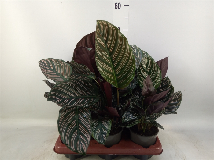 <h4>Calathea sanderiana</h4>