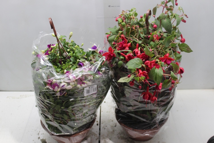 <h4>BRINCO DE PRINCESA C21</h4>