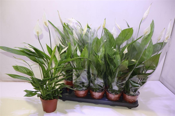 <h4>Spath Alana</h4>