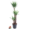 Yucca