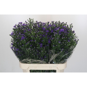 Aster Dark Rose