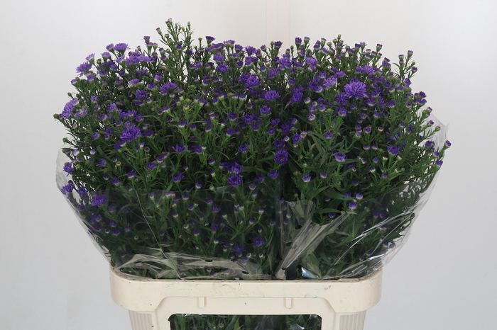 <h4>Aster Dark Rose</h4>