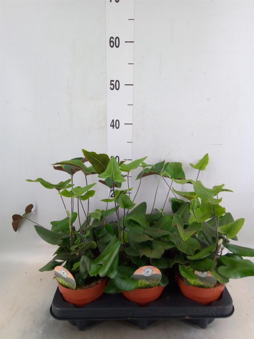 <h4>Hemionitis arifolia</h4>