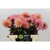 Dahlia Preference