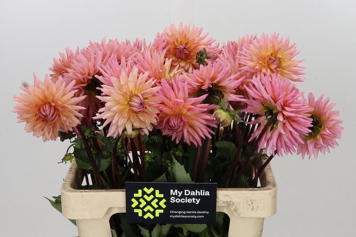 Dahlia Preference