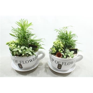 5196 Xxl Wit Kop/schotel