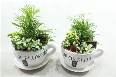 <h4>5196 Xxl Wit Kop/schotel</h4>