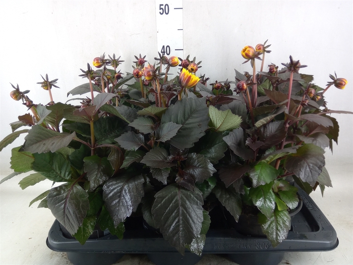 <h4>Dahlia  'Dahlinova Tempt Golden'</h4>