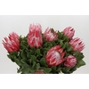 Protea Cynaroides Claire