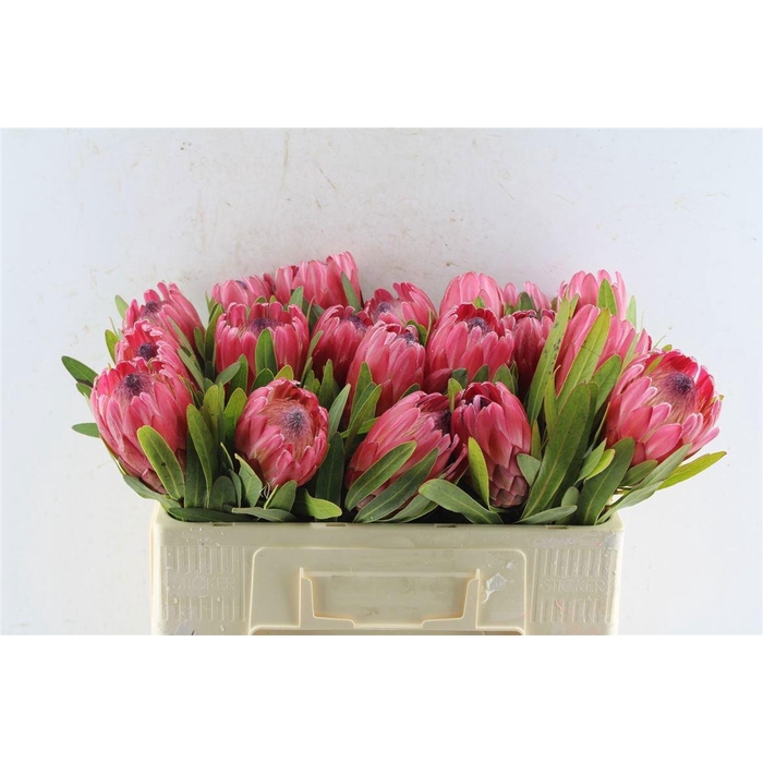 <h4>PROTEA RED ICE</h4>