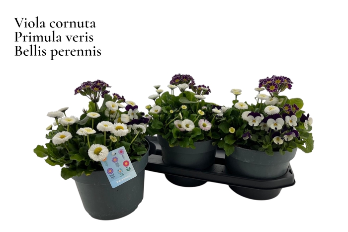 <h4>VASTE PL GEM IN POT</h4>