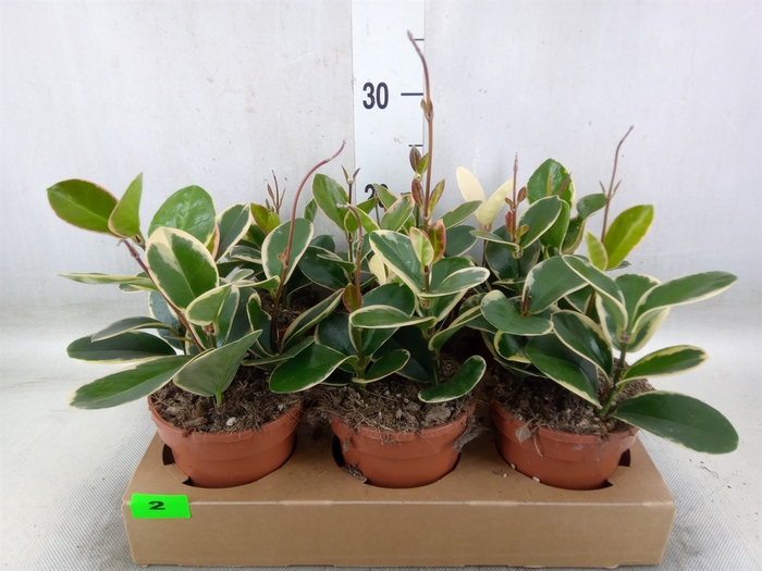 <h4>Hoya australis 'Blondie'</h4>