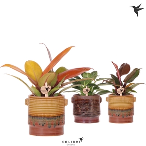 Kolibri Greens Philodendron mix in Sunset pot mix