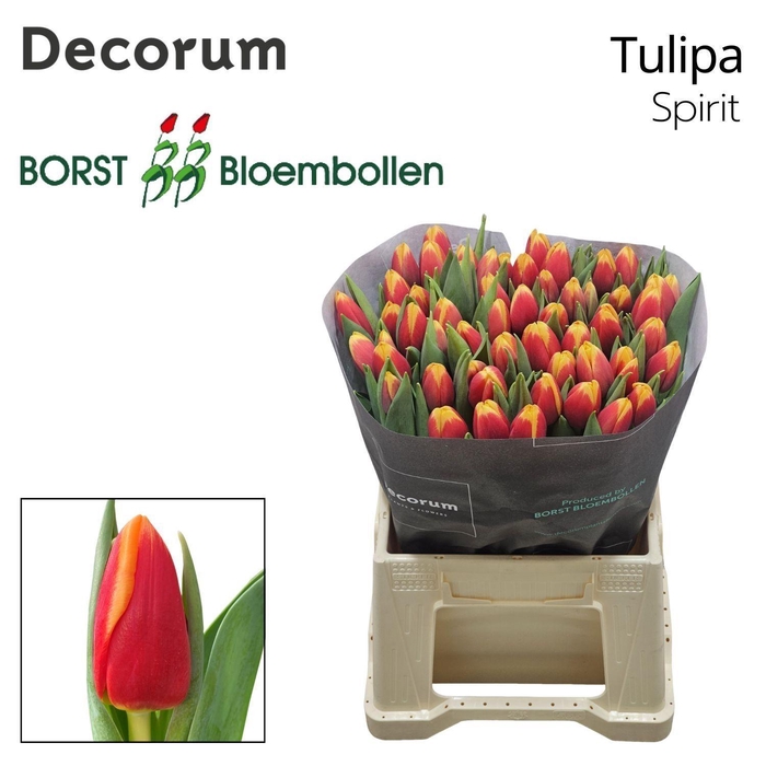 <h4>TU EN SPIRIT</h4>